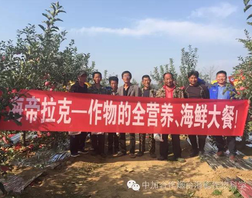 蘋果樹12月管理技術要點！抓緊時間看