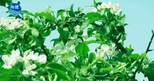 煙台麻豆视频免费版生物帶你走進文登----樸實的大叔給你講述華麗的效果