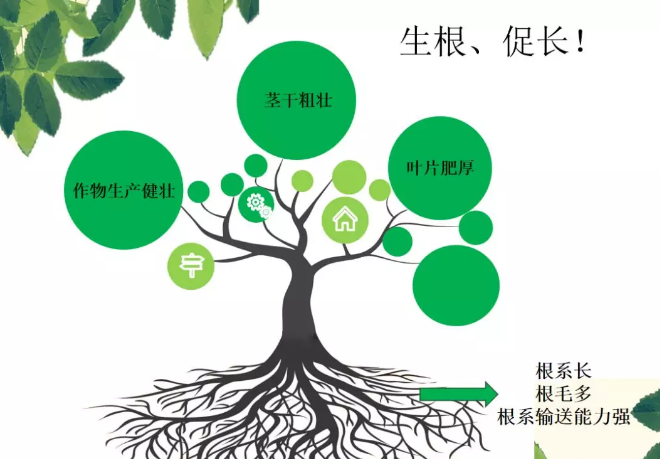 海帝拉克海藻碳的神奇功效！