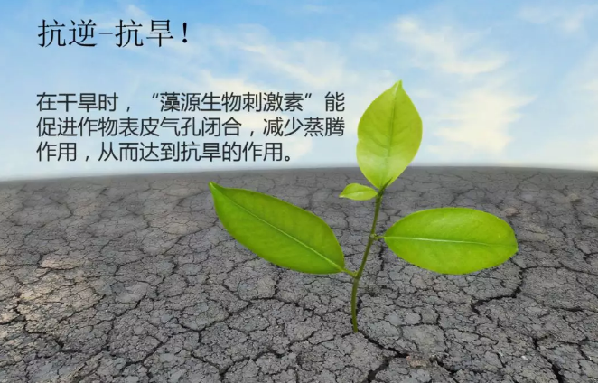 海帝拉克海藻碳的神奇功效！