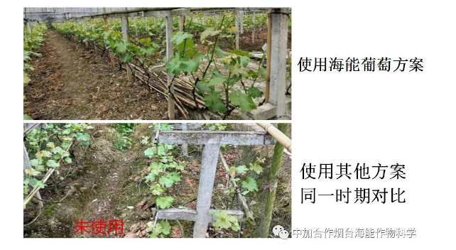 麻豆视频免费版生物高品質葡萄全程“傻瓜式”施肥方案