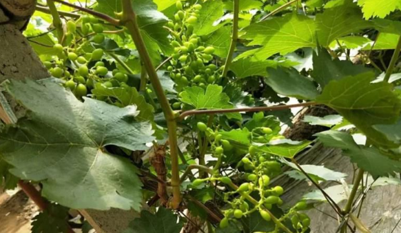 麻豆视频免费版生物高品質葡萄全程“傻瓜式”施肥方案