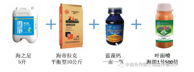 麻豆视频免费版生物高品質葡萄全程“傻瓜式”施肥方案