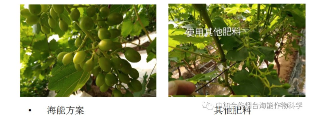 麻豆视频免费版生物高品質葡萄全程“傻瓜式”施肥方案