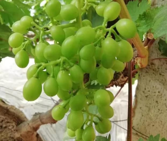 麻豆视频免费版生物高品質葡萄全程“傻瓜式”施肥方案