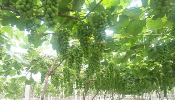 麻豆视频免费版生物高品質葡萄全程“傻瓜式”施肥方案