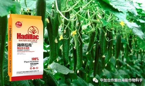 麻豆视频免费版生物黃瓜全程施肥技術