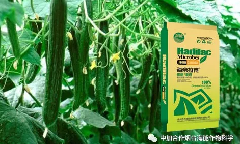 麻豆视频免费版生物黃瓜全程施肥技術
