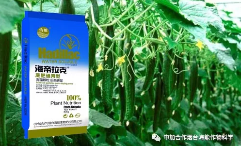 麻豆视频免费版生物黃瓜全程施肥技術