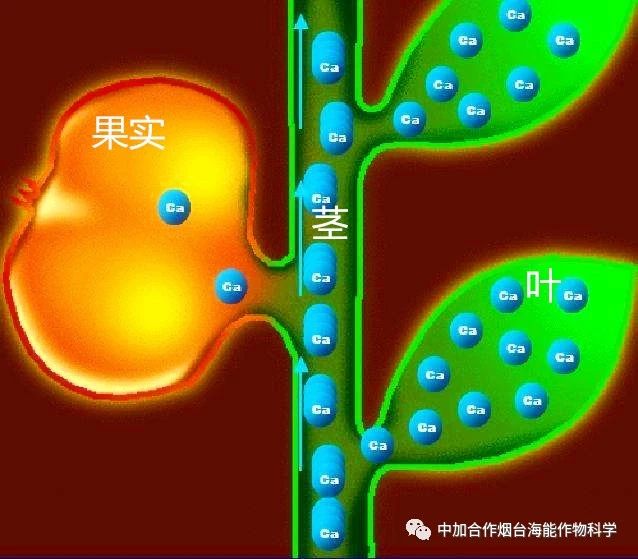 新款鈣肥研發成功啦！